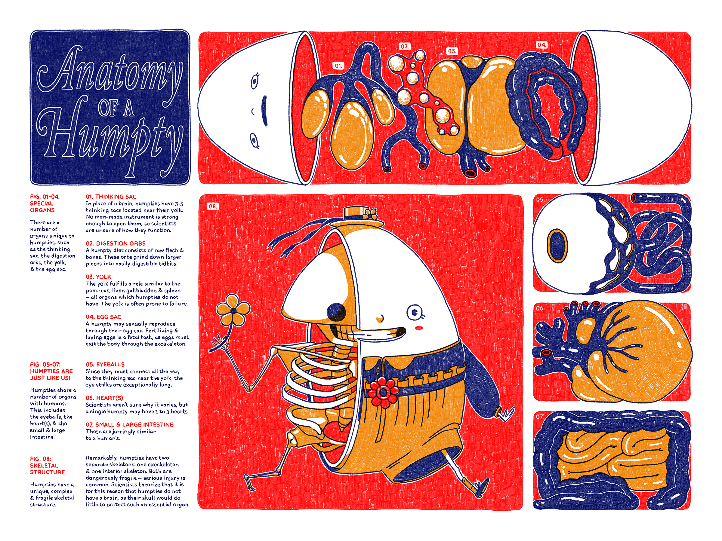 Portfolio humpty anatomy copy
