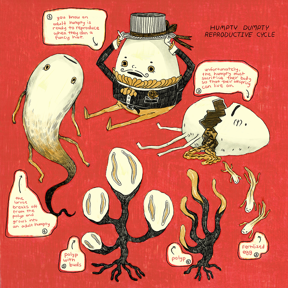 Portfolio humpty life cycle copy